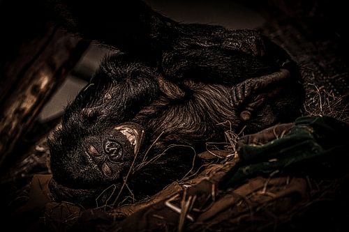 Singe sur PhotoCord Fotografie