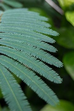 Botanisch beeld van de kleine blaadjes van een varen. Groene urban jungle natuur fotografie