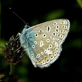 icarusblauwtje by Anneke Kalma-Luimstra