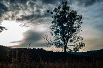Baum im Abendlicht