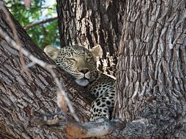 Sleeping Leopard by Marleen Berendse