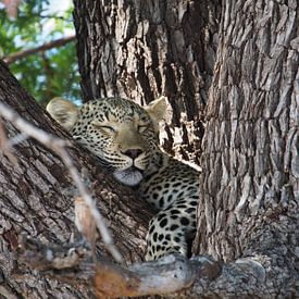 Schlafender Leopard von Marleen Berendse