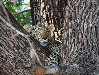 Sleeping Leopard