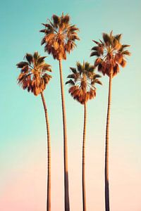 Hollywood-Palmen