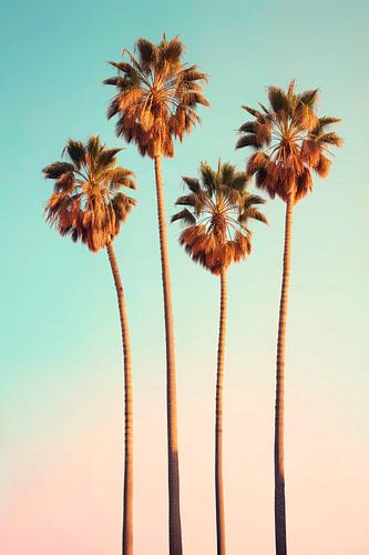 Palmiers Hollywoodien