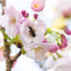 Buzzing blossoms by Ada Zyborowicz