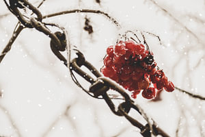Schneeketten