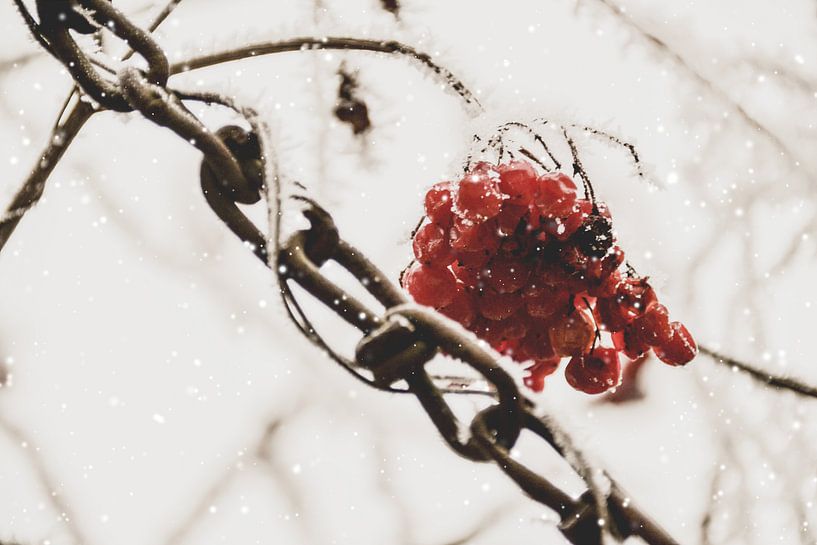 Sneeuwkettingen par Christine Nöhmeier