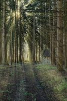 In the forest