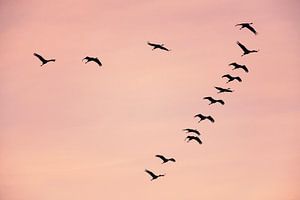 Kranichvögel oder Kraniche, die im Herbst in einen Sonnenuntergang fliegen