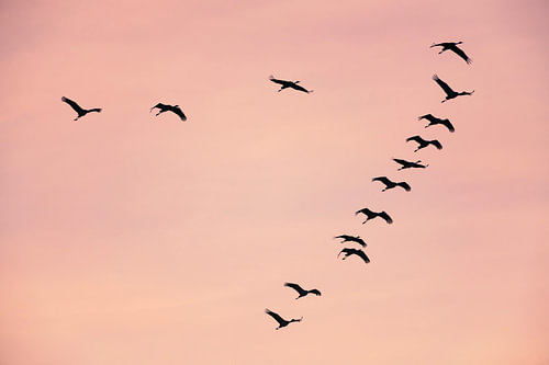 Kraanvogels vliegend in een zonsondergang tijdens de herfst