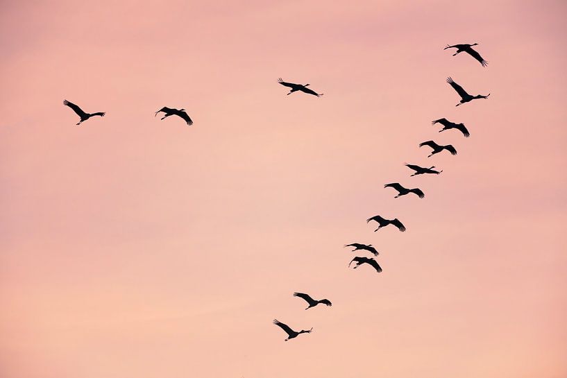 Kranichvögel oder Kraniche, die im Herbst in einen Sonnenuntergang fliegen von Sjoerd van der Wal Fotografie