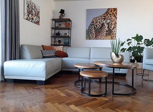 Young Giraffe with mom - Africa wildlife