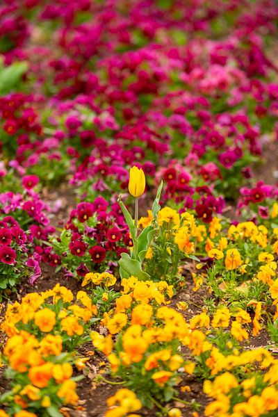 Tulips in sea of flowers by Leo Schindzielorz