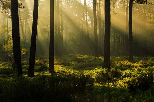 Solar harp on the Reeënberg
