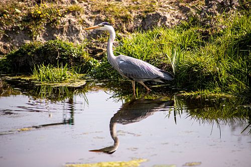 Blaureiher auf Wache