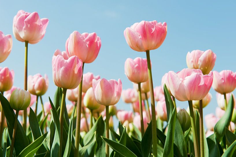 Dutch tulips in landscape with flower bulbs by Ivonne Wierink