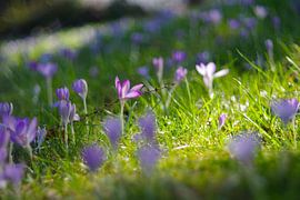 Prairie de crocus sur Steffi Hommel