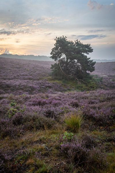 Posbank 5 by Jaap Tempelman