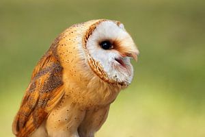 Schleiereule - Tyto alba