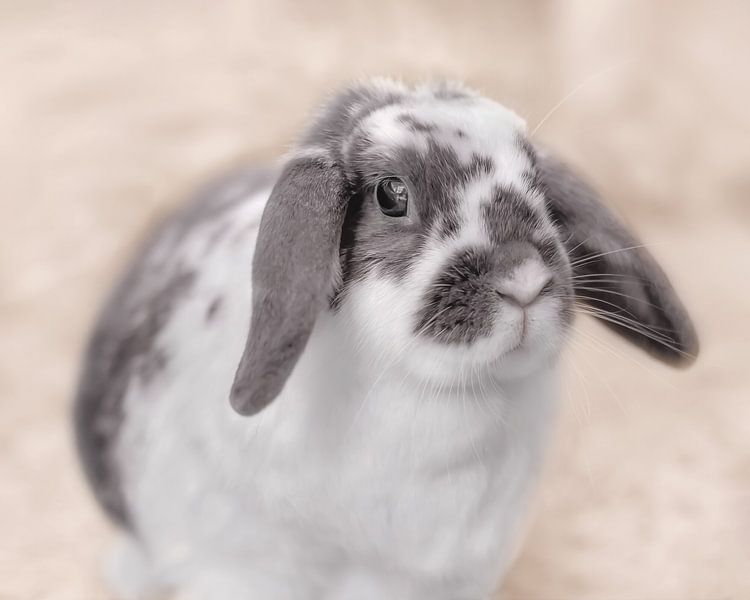 Le lapin, la clé de voûte par Naomi van Mierlo