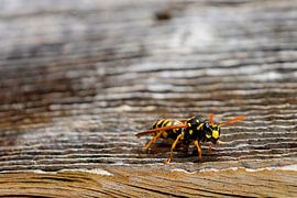 A French field wasp on weathered wood in a detailed macro shot by Dlanor