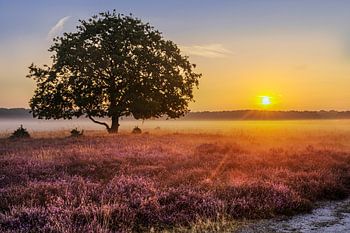 Bloeiende Bussummerheide bij zonsopkomst