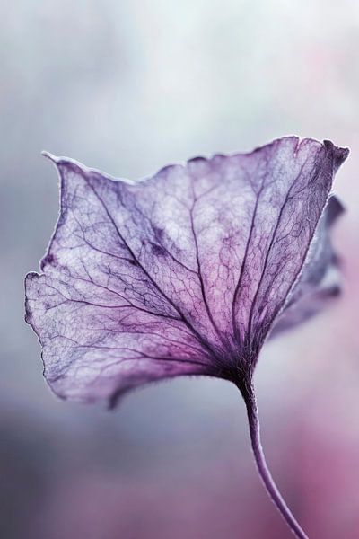 Delicate purple leaf structure in focus by Poster Art Shop
