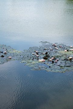 Waterlelies en lichtblauwe reflectie 2 van Heidemuellerin