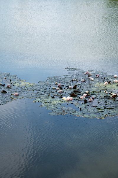 Water lilies and pale blue reflection 2 by Adriana Müller