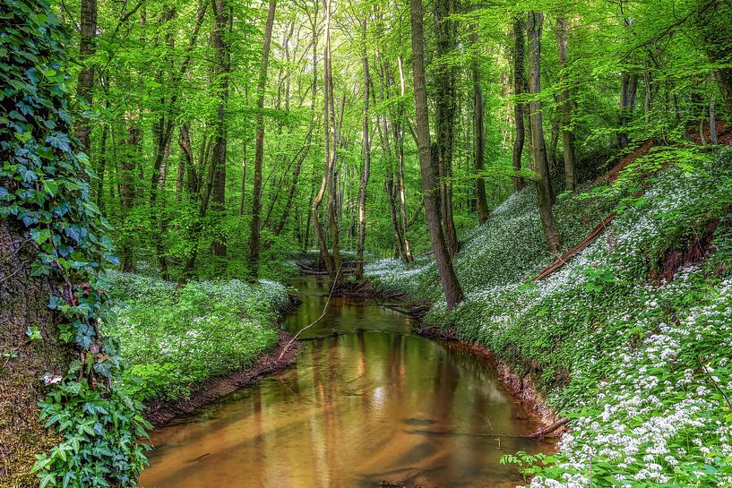 Waldbaden mit Aromatherapie von Thomas Herzog