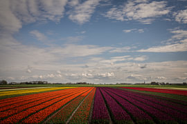 Farbenfrohe Tulpenfelder bei Kloosterburen, Groningen von Bo Scheeringa Photography