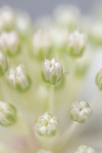 Eyecatcher: Een abstract stukje bloem!