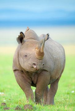 Rhinocéros noir debout sur des plaines ouvertes, Kenya, Afrique sur Nature in Stock