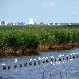 Samen genieten van het zonnetje von Mirjam Reidinga