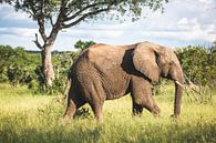 Male elephant in typical African landscape by Simone Janssen thumbnail