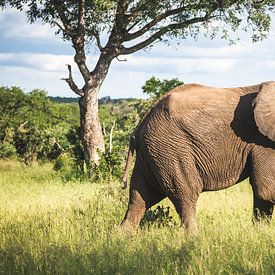 Mannetjesolifant in typisch Afrikaans landschap van Simone Janssen