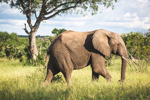 Mannetjesolifant in typisch Afrikaans landschap van Simone Janssen