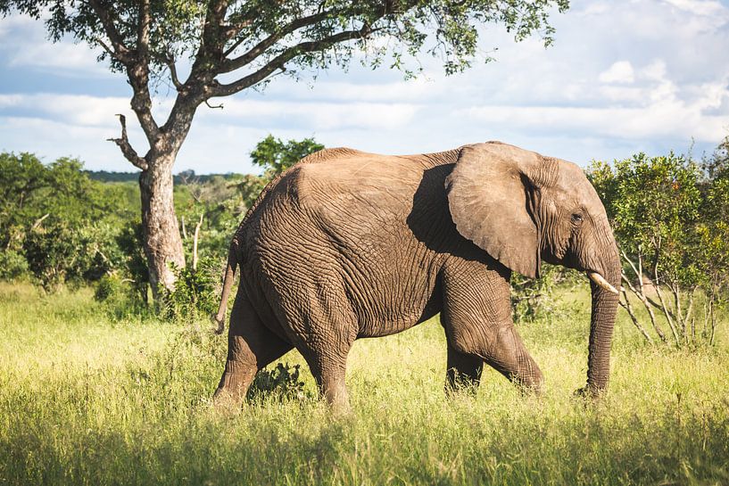 Male elephant in typical African landscape by Simone Janssen