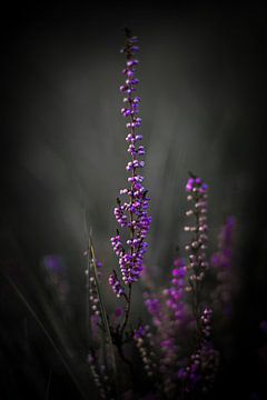 Stilleven van bloeiende  Paarse Heide van Saskia Strack