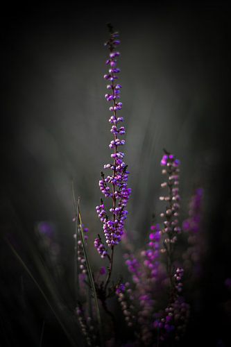 Flowering Purple Heather