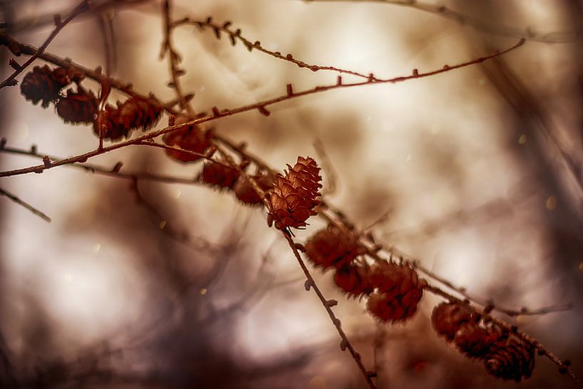 Surrealistische Natuur in de Veluwe by Liberty Biesma