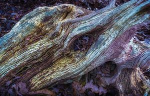 Aufregung im Wald