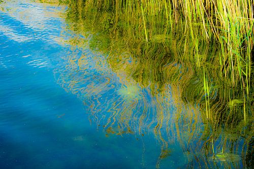 Abstractie Weerspiegeling van riet
