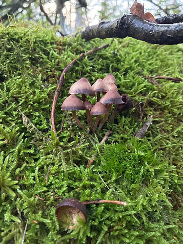 À l'abri de la forêt