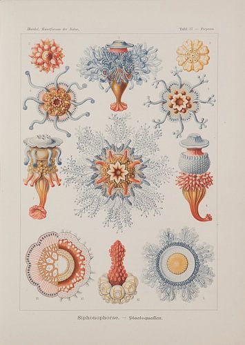 Discomedusae, Kunstformen der Natur, E.Haeckel, 1904 - Collectie Teylers Museum