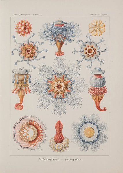 Discomedusae, Kunstformen der Natur, E.Haeckel, 1904 - Teylers Museum Collection by Teylers Museum
