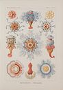 Discomedusae, Kunstformen der Natur, E.Haeckel, 1904 - Teylers Museum Collection by Teylers Museum thumbnail