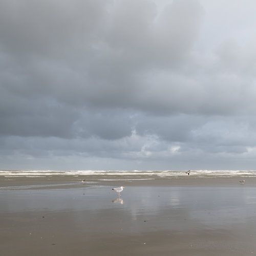 Strand met meeuwen