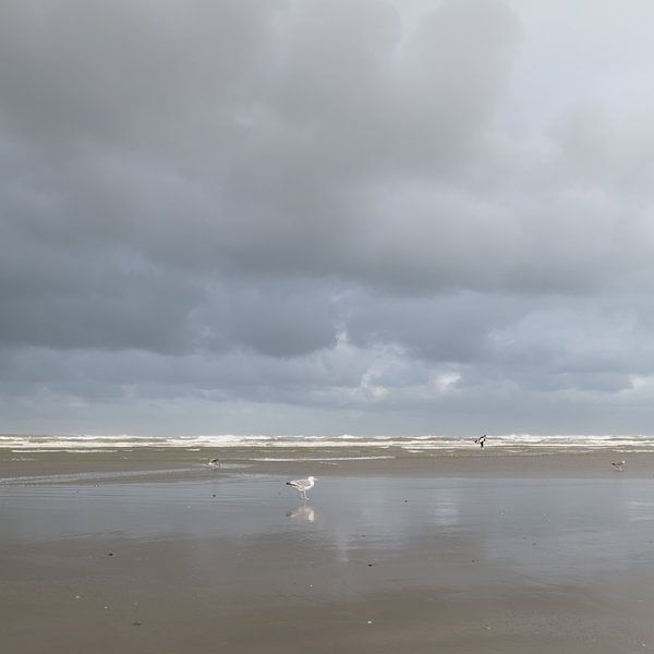 Beach with seagulls by Johanna Blankenstein